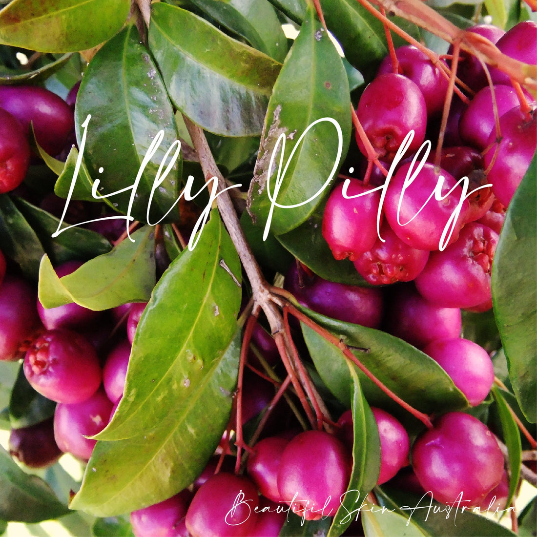 Lilly Pilly Extract in Skincare
