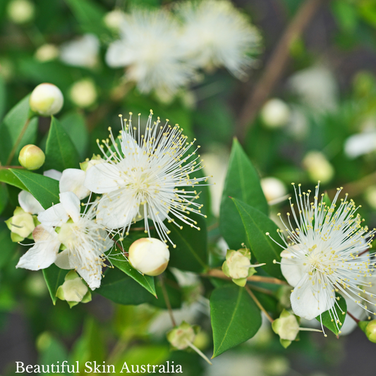 Lemon Myrtle Body Lotion